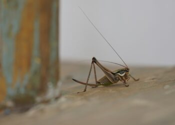 Schädlingen zu Hause