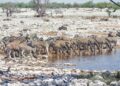 Afrika-Rundreise in kleiner Gruppe: Worauf es bei der Planung ankommt