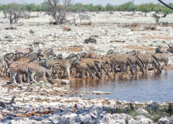 Afrika-Rundreise in kleiner Gruppe: Worauf es bei der Planung ankommt