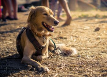 Der Guide für Ihren nachhaltigen Wochenend-Trip mit Hund