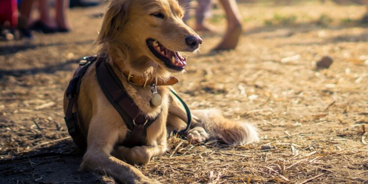 Der Guide für Ihren nachhaltigen Wochenend-Trip mit Hund