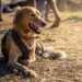 Der Guide für Ihren nachhaltigen Wochenend-Trip mit Hund 9 Der Guide für Ihren nachhaltigen Wochenend-Trip mit Hund