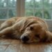 Hund an Regentagen beschäftigen: 8 konkrete Ideen