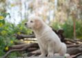 Hundesteuer in Deutschland: Was Städte verlangen