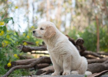Hundesteuer in Deutschland: Was Städte verlangen