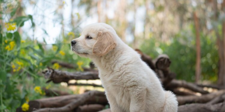 Hundesteuer in Deutschland: Was Städte verlangen 1 Hundesteuer in Deutschland: Was Städte verlangen