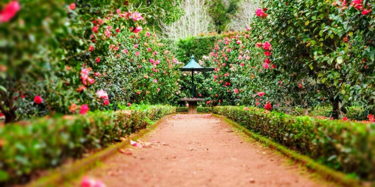 Gartengestaltung leicht gemacht: Der Efeu als Hecke 1 Gartengestaltung leicht gemacht