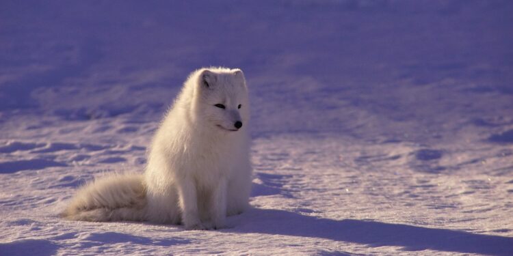 Tierschutz 2025/2026 – Neue Entwicklungen, die du kennen solltest 1 Tierschutz 2025/2026 – Neue Entwicklungen, die du kennen solltest