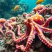 Plural Oktopus: Alles über Kraken und Tintenfische 8 plural oktopus
