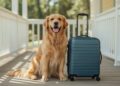 Mit Haustier reisen: So klappt der Urlaub mit Tier 3 Mit Haustier reisen: So klappt der Urlaub mit Tier