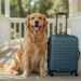 Mit Haustier reisen: So klappt der Urlaub mit Tier 8 Mit Haustier reisen: So klappt der Urlaub mit Tier