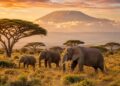 Eine Safari in Tansania als Begegnung mit Afrikas großer Wildnis